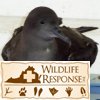 Sooty Shearwater